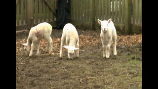 Children's Farm Needs Shepherds