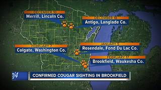 Cougar spotted by Brookfield resident