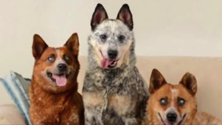 Woman adopts 3 blind dogs, gets community support