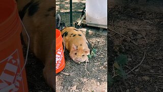 PIGS ESCAPED #pigs #kunekune #farmlife #farmanimals #piggy #homestead #backyardchickens #foryou