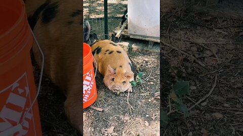 PIGS ESCAPED #pigs #kunekune #farmlife #farmanimals #piggy #homestead #backyardchickens #foryou