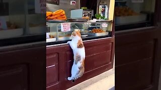 I want to eat a full meal😭 #shorts #animals #ytshorts #funny #cats #dogs #pets #perros #gatos #猫