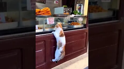 I want to eat a full meal😭 #shorts #animals #ytshorts #funny #cats #dogs #pets #perros #gatos #猫