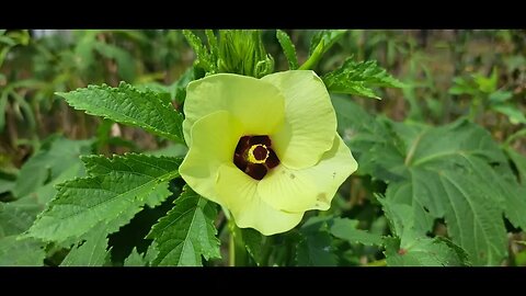 Have you seen okra grow like this?