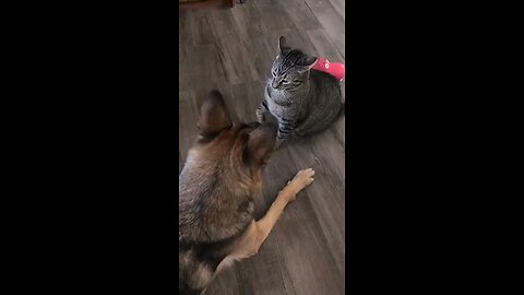 CAT vs DOG FIGHT WWE |FUNNY FUNNY VIDEO KIDS