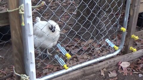 Moving Chicken Coops & Improving Chicken Run