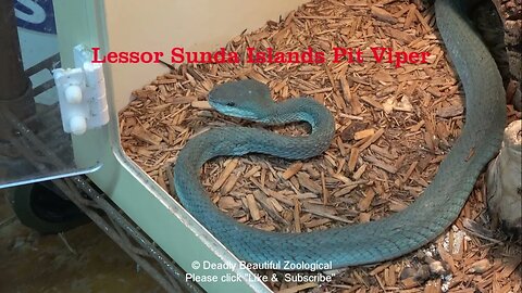 Episode #1069: Insularis baby update and Angolan Garter snake.