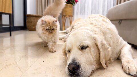 Funny Cat Wakes Up Golden Retriever