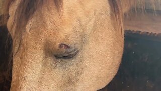 Ransom Cut His Eye - Caring for Horse Injury