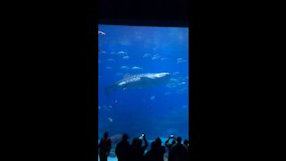 Whale Shark at Atlanta Aquarium