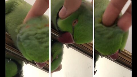 Bird loves getting cuddled by owner