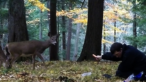 Man unbelievably entices wild deer from the forest