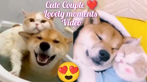 😜🙀cute Couples || Dogs and cats best friend | cats compilation