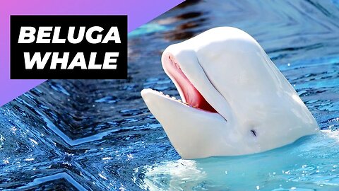 Beluga Whale 🐳 One Of The Most Beautiful Sea Creatures #shorts