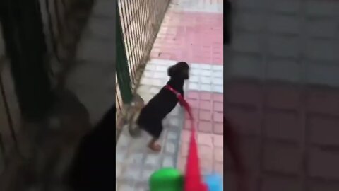 Dog Makes A Run For It!