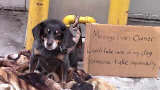 Would You Help A Homeless Abandoned Dog?