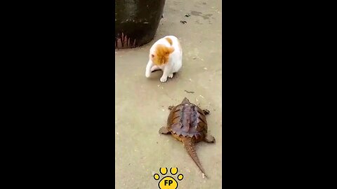 Funny animals 😋😎funny moments 😎😉😎