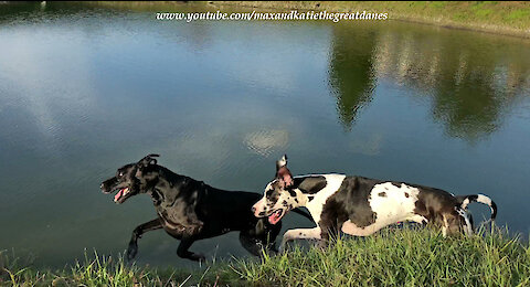 Happy Great Danes Love Racing and Chasing