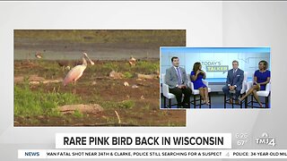 Today's Talker: Rare pink bird is back in Wisconsin