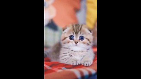 Funny And Cute Cat 🐱😍 Animals Short Video #rumbleshorts