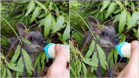 Timido cucciolo di wallaby si alimenta col biberon