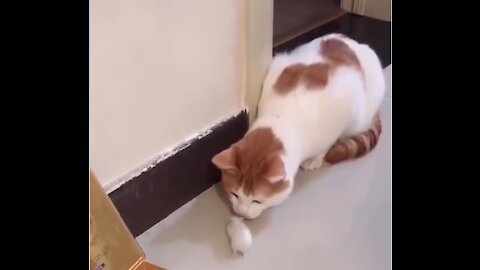 Funny cat kisses mouse 😂