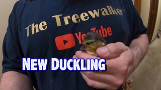 New Duckling