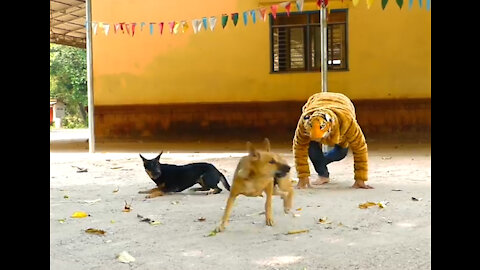 Fake Head Tiger Prank Funny Dog Just for funny.