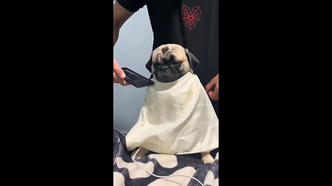 dog cutting hairs