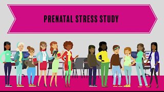 MSU Prenatal Stress Study