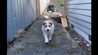 Clever Jack Russell outsmarts his human and escapes again!