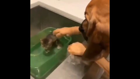 Dog caring the cute kitty 🐈 it's sooo cute