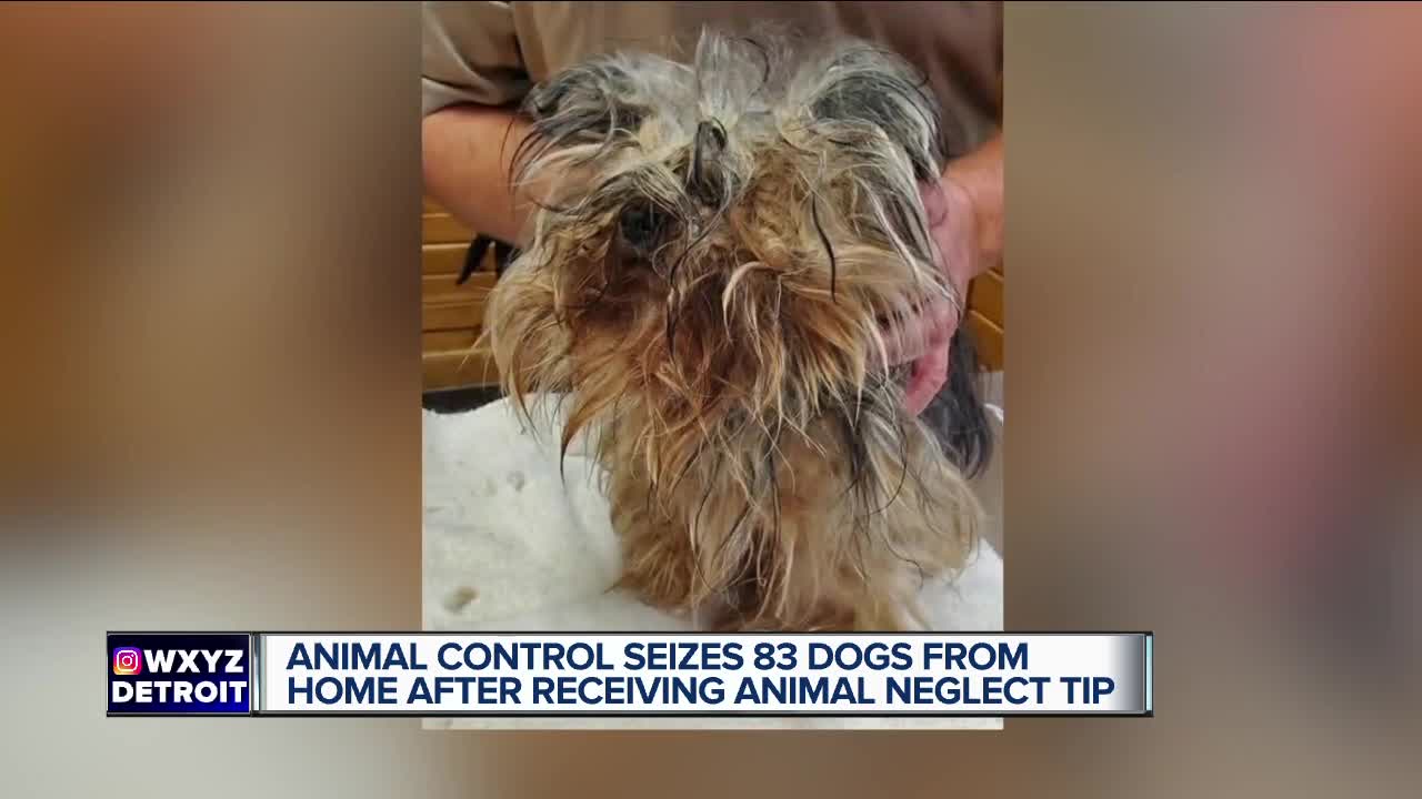 Animal Control seizes 83 dogs from home in St. Clair Township