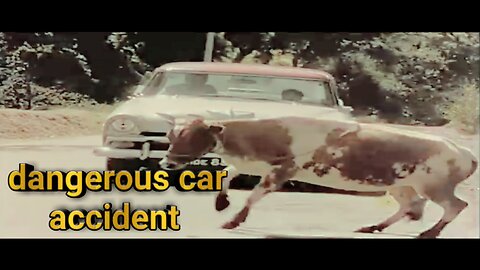 When the car collided with the cow