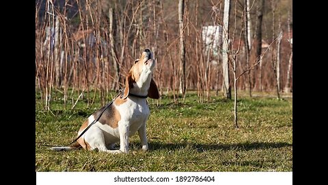 Beagle ladrando