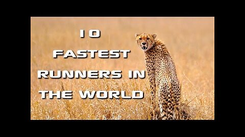Top 10 Fastest Animals in the World: Fastest Runners in the Animal Kingdom