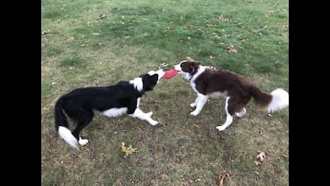 Cães disputam brinquedo favorito: um frisbee!