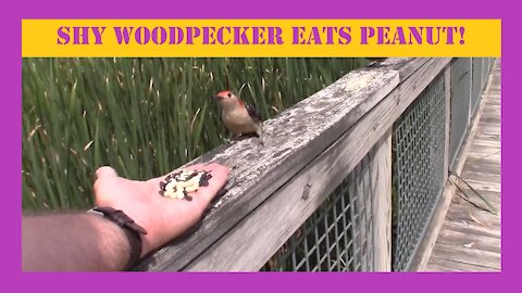 Shy Woodpecker Eats Peanut!