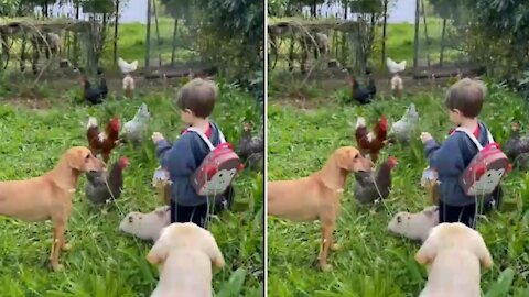 baby feeds pets🐔🐕🐶🦃🦆