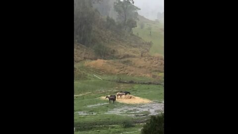 Horses keep grazing hay through storm