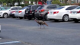 Why Did The Turkey Cross The Parking Lot?