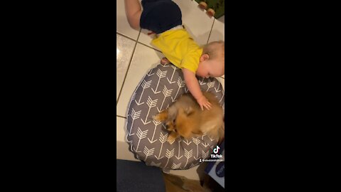 Cuteness Overload - Baby and Pomeranian Dog