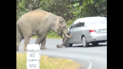 Angry elephant destroys vehicles. How to Survive in Elephant Attack?