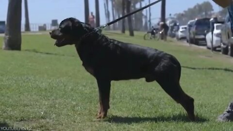 Aggressive Rottweiler - World`s Top 5th Aggressive Dog