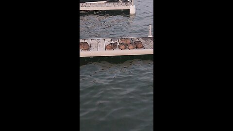 #Ducks on the water