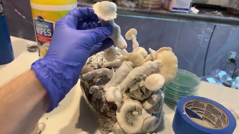 Helpful mushroom cloning tip