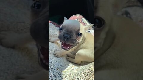 Pierre The Frenchie Was The Cutest Puppy