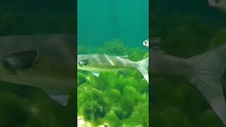 🐟 Freshwater Fish 🐟 at Wakulla Springs 10 #shorts