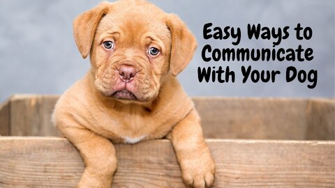 Easy Ways to Communicate With Your Dog