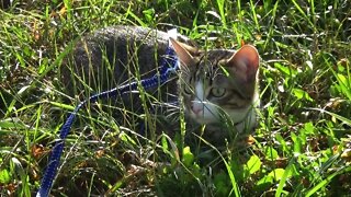 Kitten in the Grass